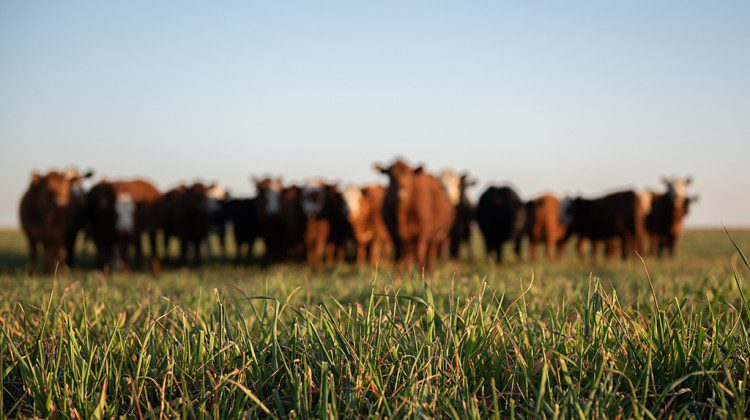 cattle in grass field