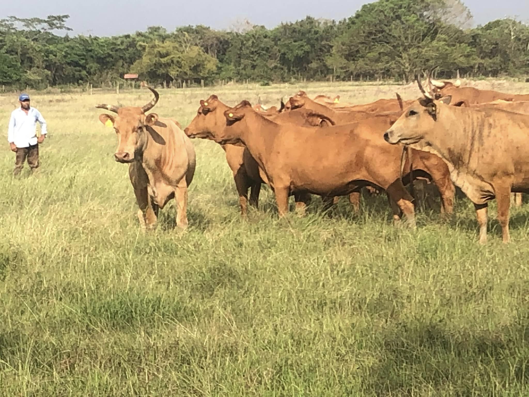 CRSB Attends Global Roundtable For Sustainable Beef Meeting In Columbia ...