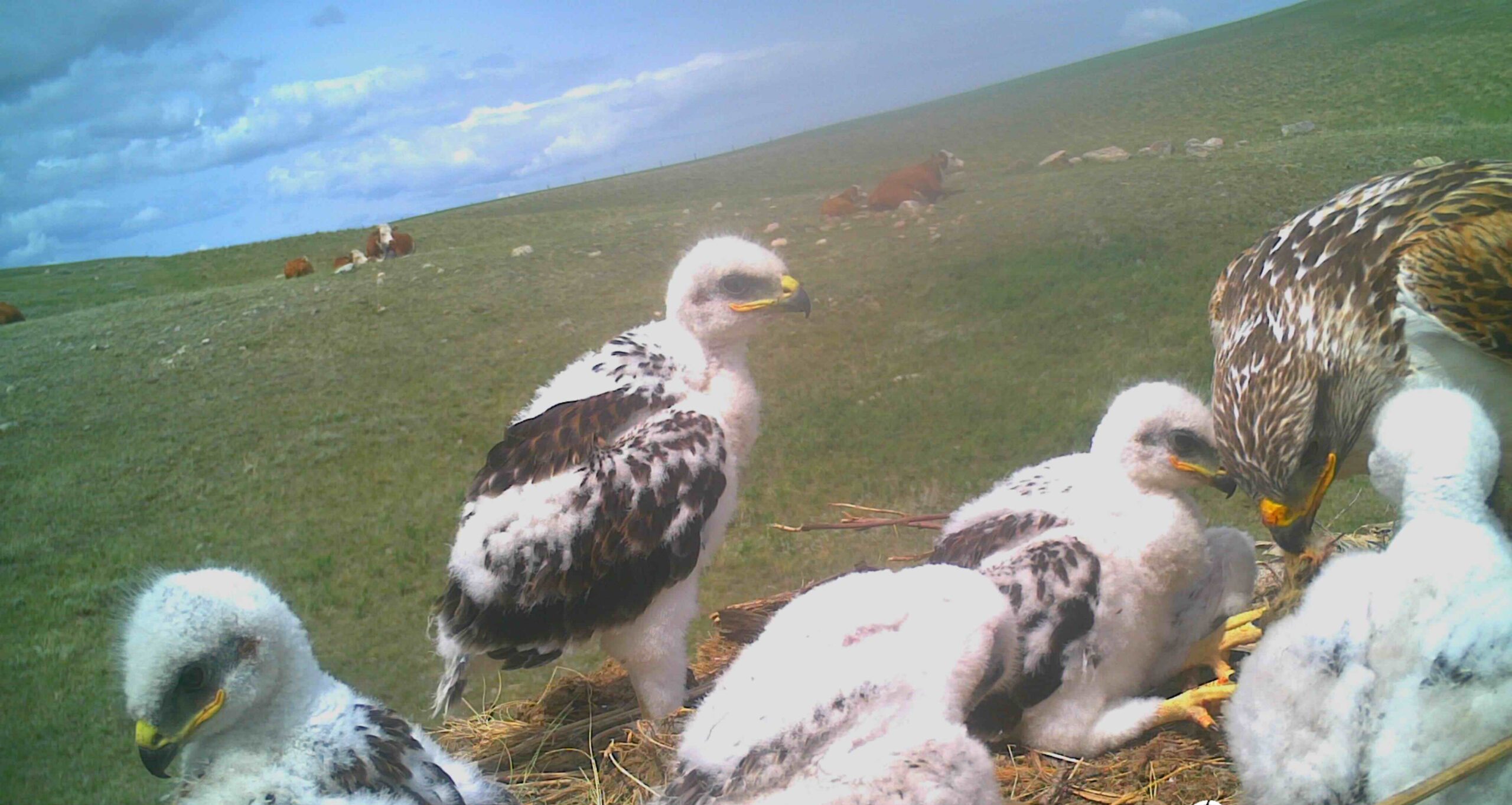 Endangered Species Day Canadian Roundtable for Sustainable Beef