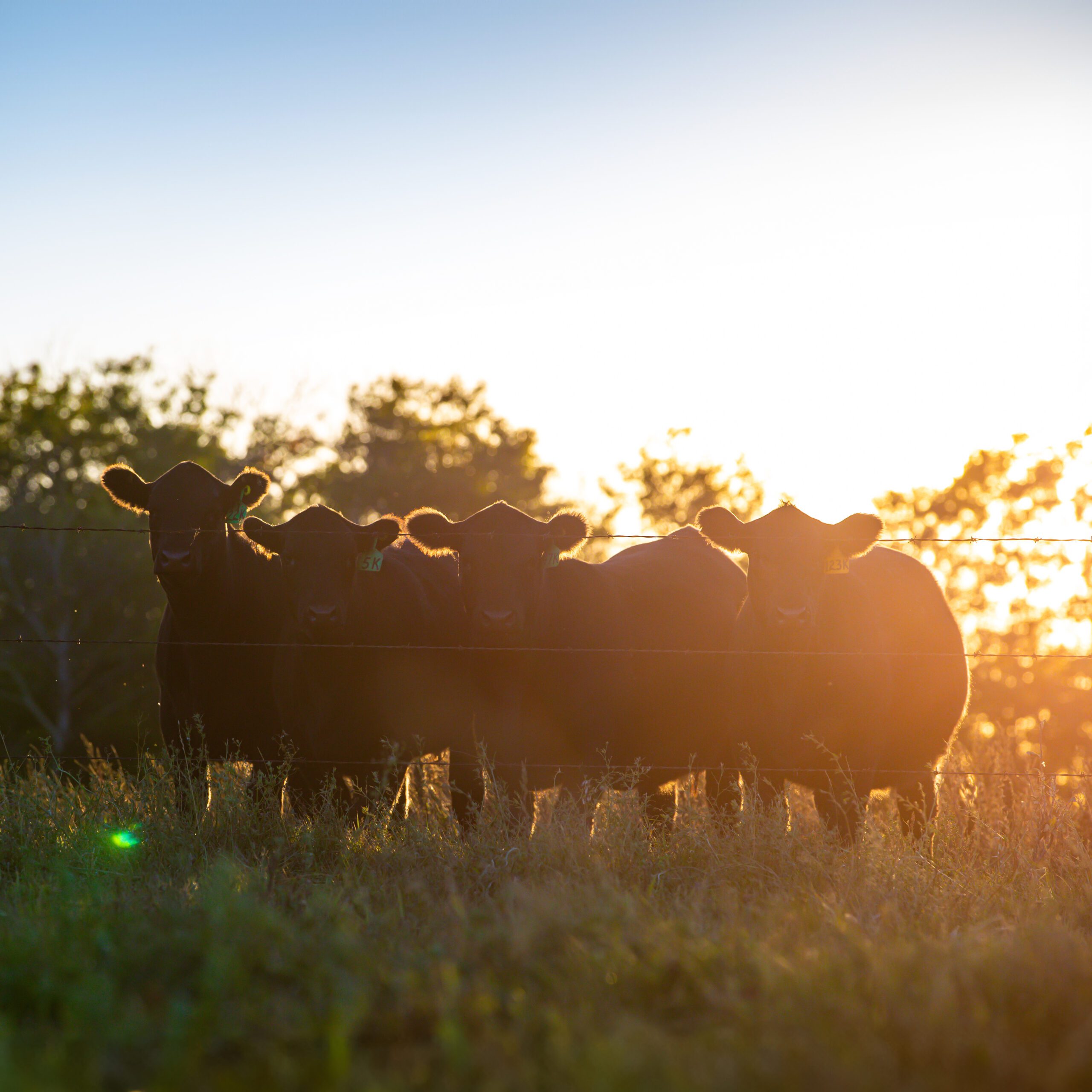 CRSB Releases National Beef Sustainability Assessment (NBSA) | Canadian ...