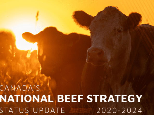 National Beef Strategy update blog cover